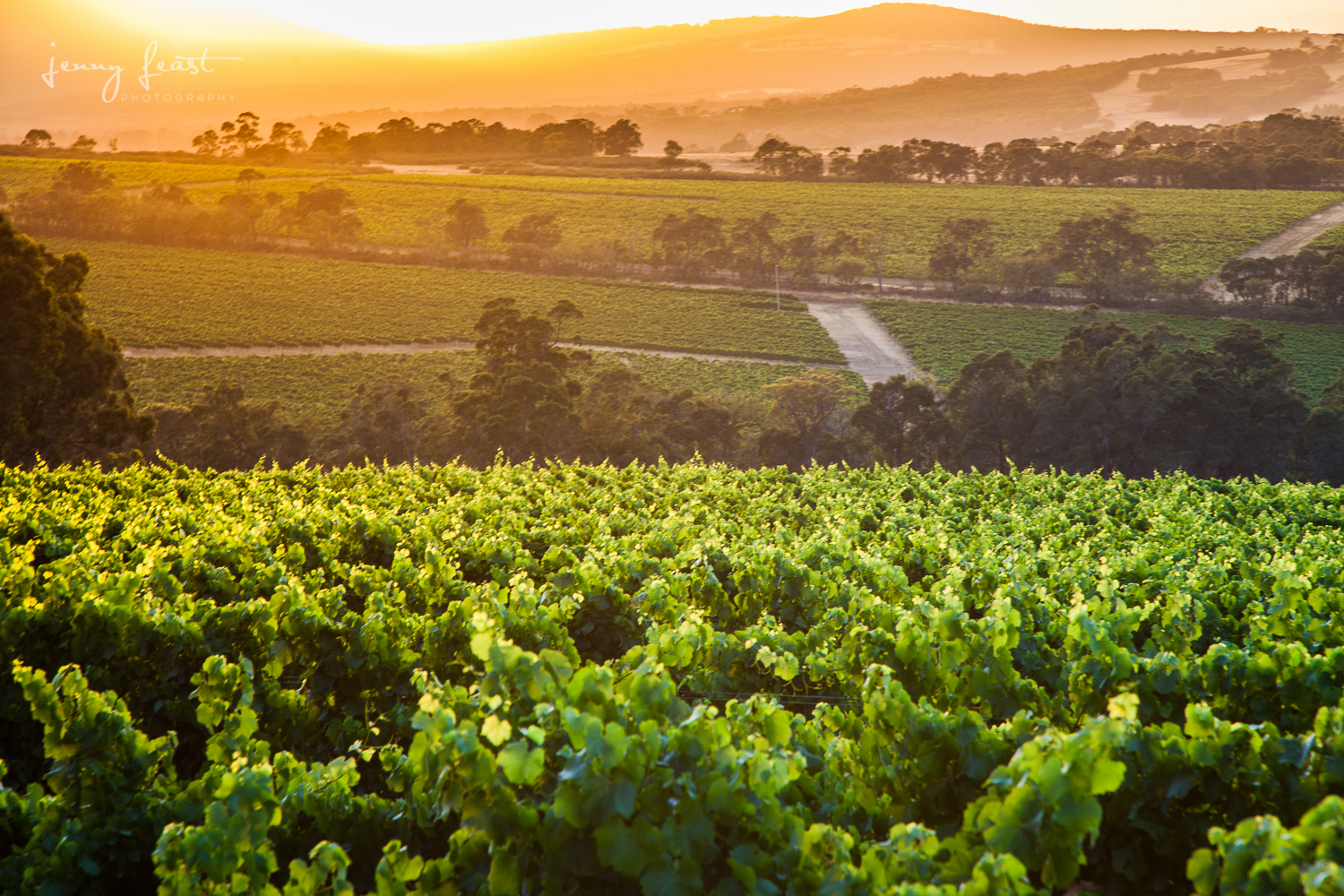 Discover Mt Barrow Vineyard